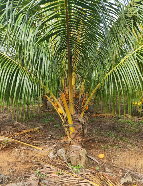 海南椰子报价_海南园林绿化苗木椰子(图2)