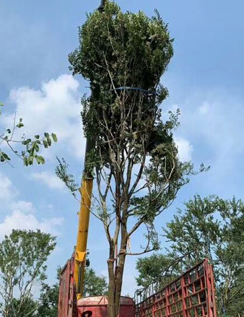 海南海口乔木种植基地(图5)