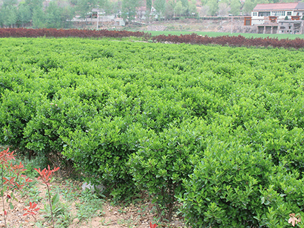 海口灌木种植基地_海南大型灌木苗圃(图2)