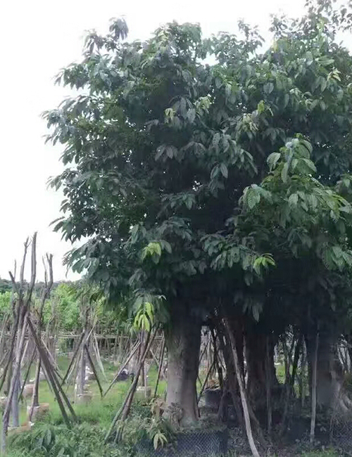 海南绿化苗木_海南乔木-大叶榕(图5)