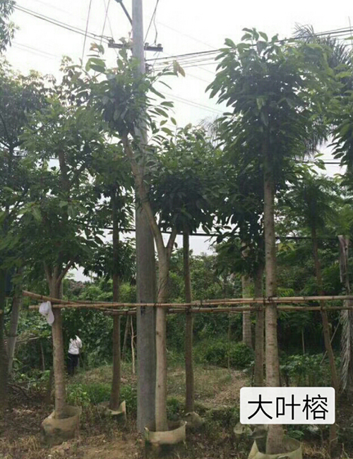 海南绿化苗木_海南乔木-大叶榕(图6)