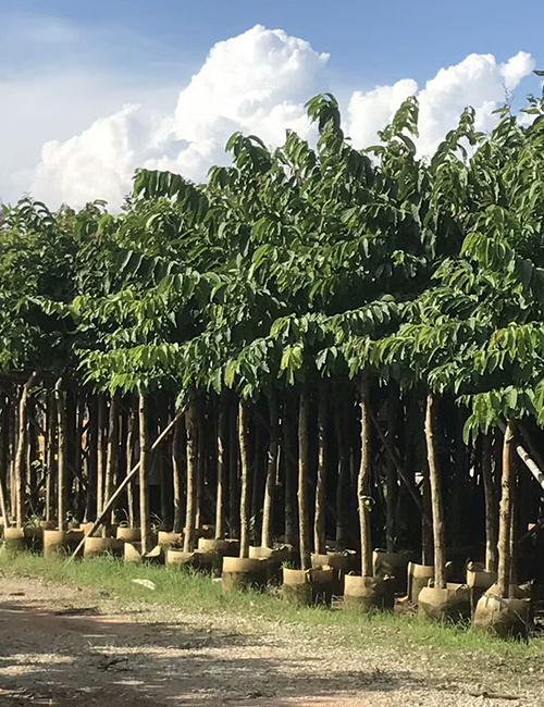 海南绿化工程苗木_小乔木（灌木）-大叶紫薇(图4)