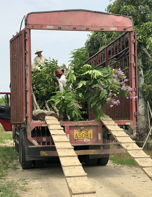 海南绿化工程苗木_小乔木（灌木）-大叶紫薇(图7)