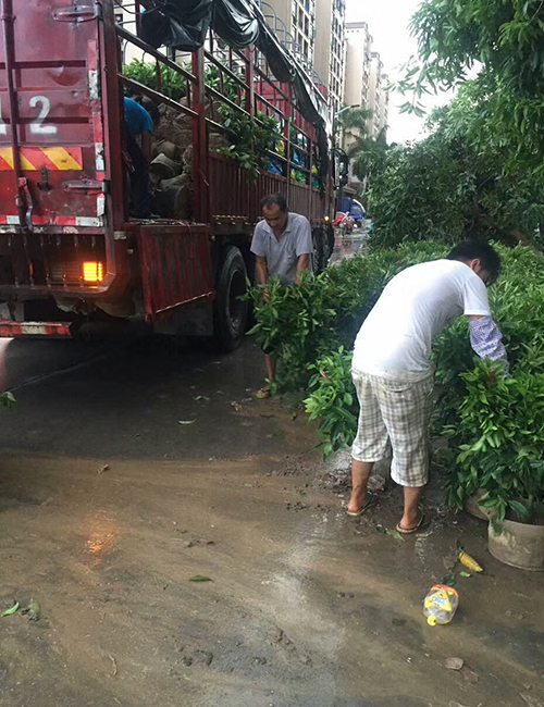 常用园林绿化工程苗木_灌木_非洲茉莉（灰莉）(图4)