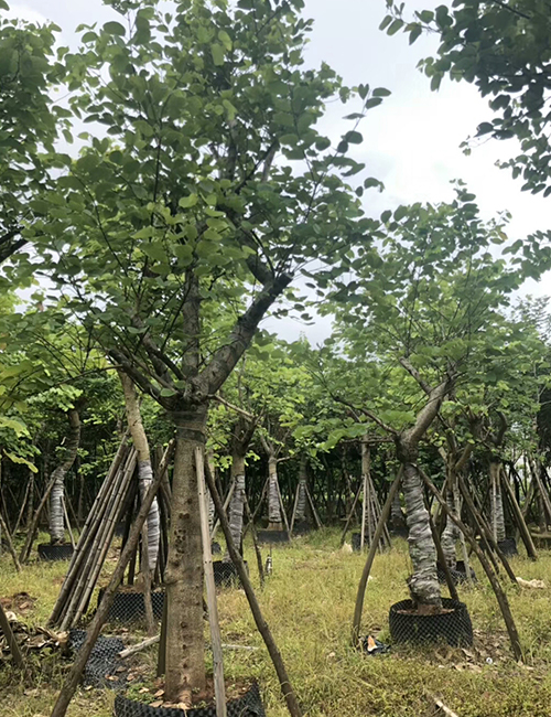 海南常用园林绿化工程苗木_乔木宫粉紫荆(图2)