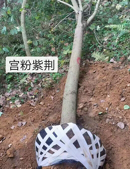 海南常用园林绿化工程苗木_乔木宫粉紫荆(图4)