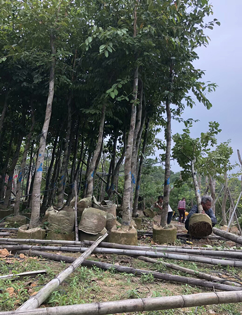 海口绿化苗木基地_海南蒲桃乔木报价(图4)