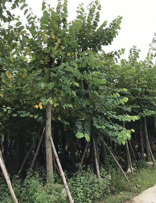 海口苗木基地_红花紫荆(图2)