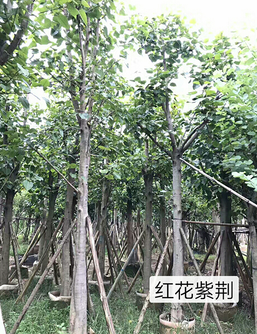 海口苗木基地_红花紫荆(图5)