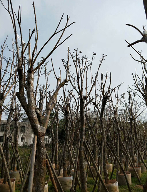 海口绿化苗木基地_海南黄花风铃木(图4)