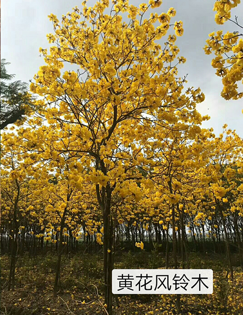 海口绿化苗木基地_海南黄花风铃木(图1)