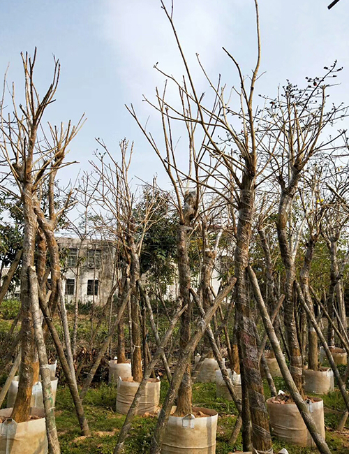 海口绿化苗木基地_海南黄花风铃木(图7)