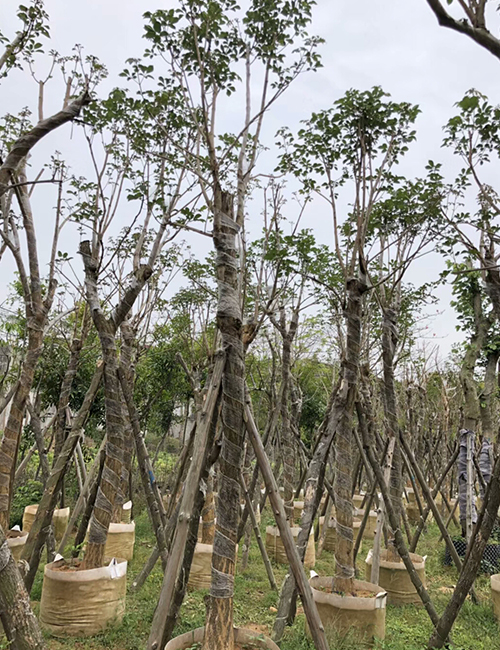 海口绿化苗木基地_海南黄花风铃木(图9)