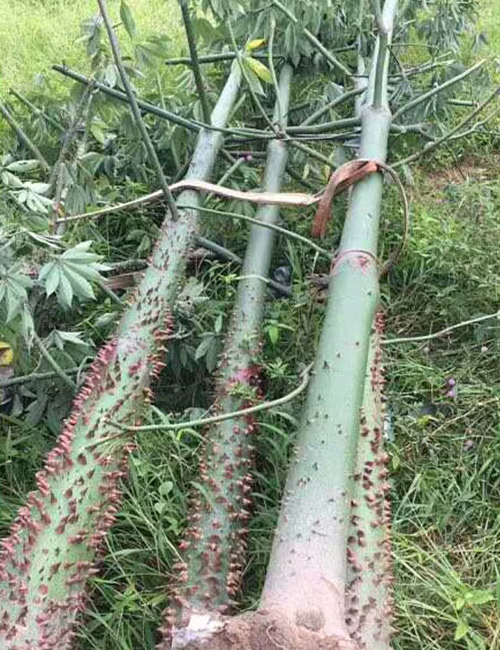 海南苗木美丽异木棉_海口绿化冠平苗圃(图6)