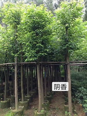 海南阴香-海南乔木-海南冠平绿化苗木(图1)