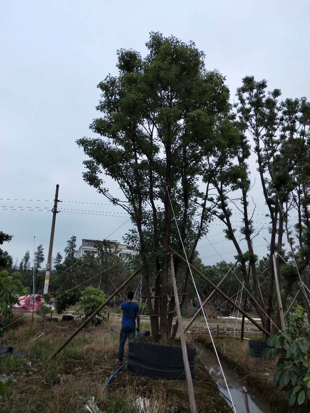 海南绿化苗木-山乌桕(图2)