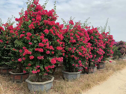 海南造型植物苗圃，大型园林绿化造型种植基地(图1)