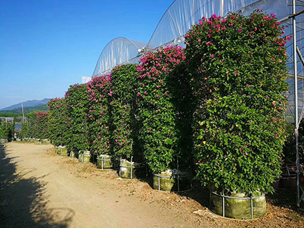 海南造型植物苗圃，大型园林绿化造型种植基地(图5)