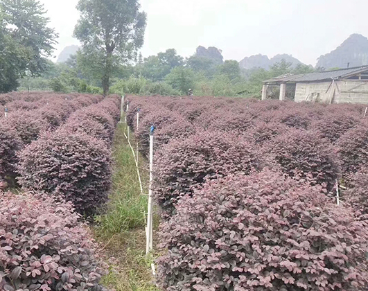 海南冠平苗木_海口园林绿化苗木种植基地(图1)