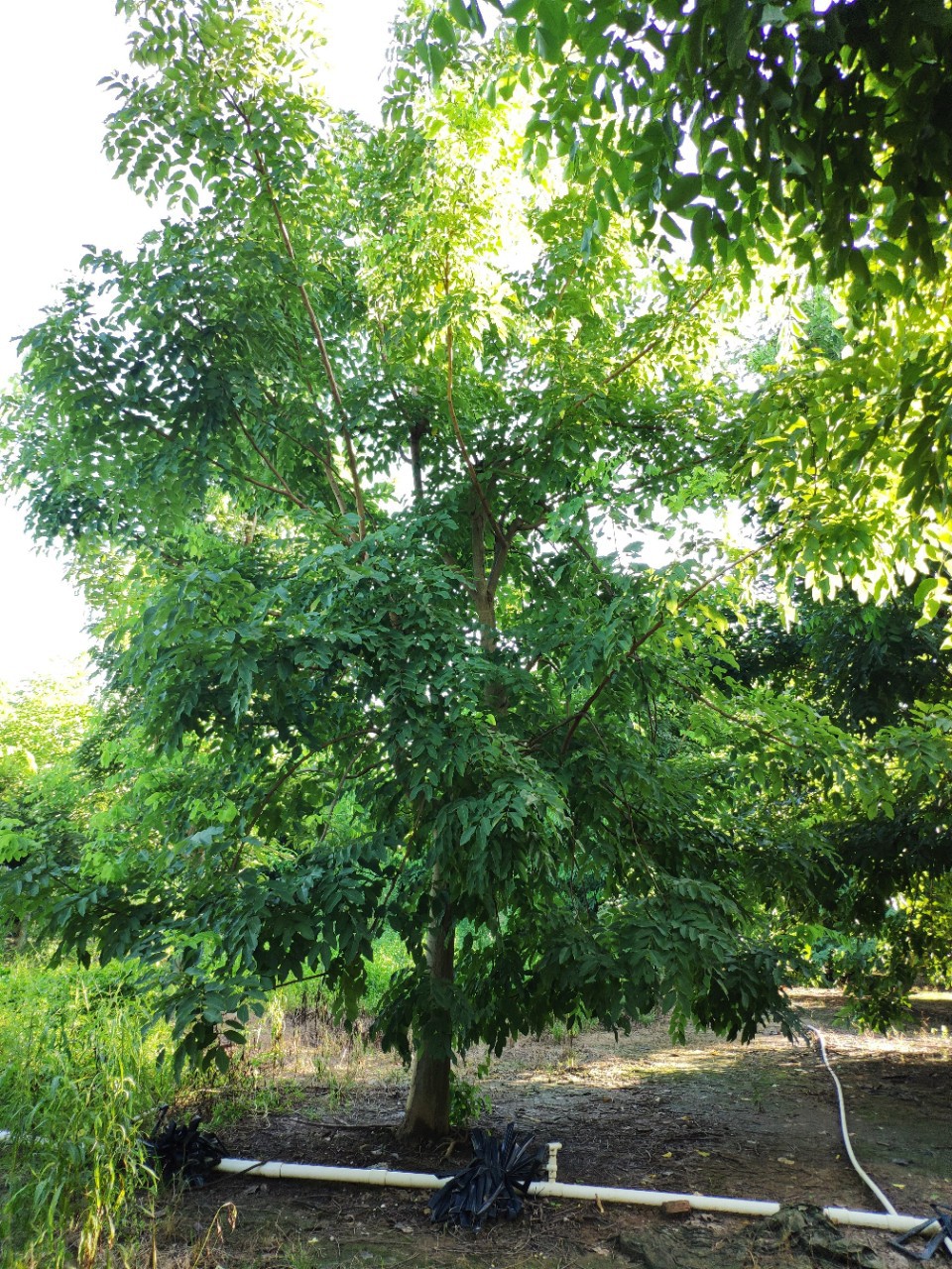 腊肠树照片和识别(图1)