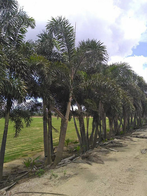  绿化工程苗木之观赏棕榈类概述(图5)
