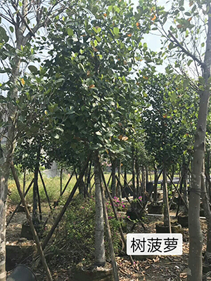 绿化果树_海南菠萝蜜(图1)