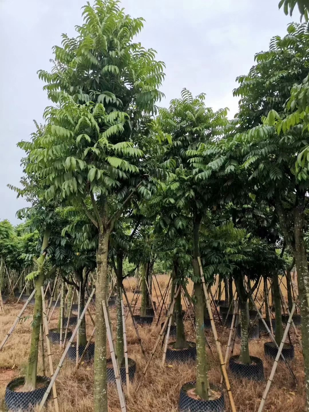 海南绿化苗木人面子